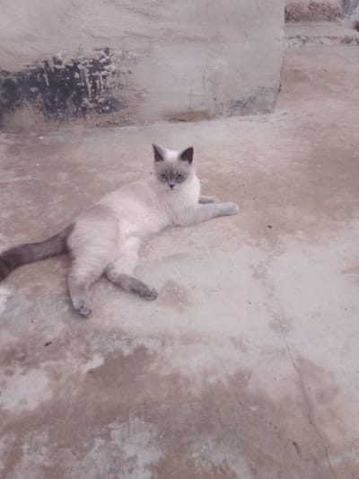 A light-colored cat with darker Siamese-like markings on its face, ears, and tail is lying on a concrete surface. The cat's body is mostly a creamy white with gray paws and a gray tail. It is looking slightly to its left with its head held up. The concrete ground appears weathered with some darker patches and cracks. In the background, a rough, textured wall or structure is visible. The overall scene suggests an outdoor setting, possibly in a courtyard or alleyway in Navbahor, Uzbekistan.