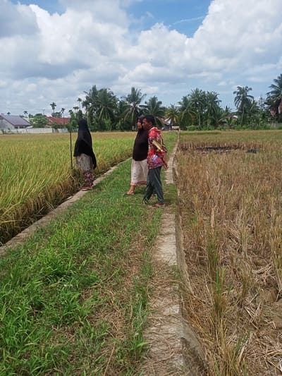 The photograph depicts three individuals walking on a narrow concrete path that bisects a rice field. A woman wearing a black hijab and patterned skirt stands on the path’s edge to the left. Next to her is a woman wearing a brown shirt and patterned skirt. A man wearing a red and yellow patterned shirt and gray pants is walking along the path. The rice field on the left side of the path is full of golden rice, while the field on the right appears to have been harvested and burned, leaving dry straw and blackened patches. In the background, there are palm trees and houses. The sky is partially cloudy with a blue hue. The location is Puntimatangkuli, Indonesia.