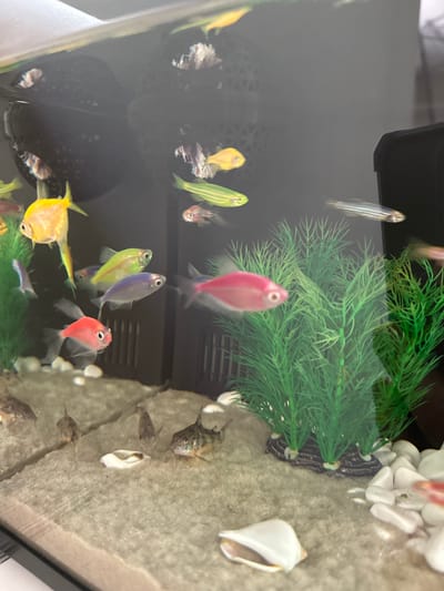 The image shows an aquarium filled with various colorful fish, including yellow, pink, green, and blue fish. There are also several small, bottom-dwelling fish with striped patterns. The aquarium contains artificial green plants and a sandy substrate with white decorative stones and some shells. The lighting appears to be artificial, casting a bright illumination on the scene. The background is dark, with some blurry reflections. The image is a close-up view of the aquarium's interior. There is no information about the city of Konstantinovo, Russia.