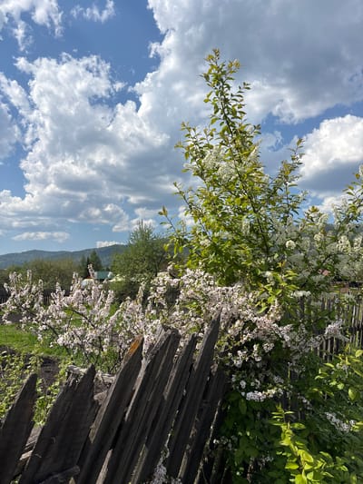 The image depicts a view in Овсянка, Russia, featuring a weathered wooden fence partially obscured by flowering trees. The trees are in full bloom with white blossoms and lush green leaves. Behind the fence, a landscape unfolds with trees and distant hills. The sky is blue with scattered white clouds.