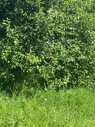 The media file displays a close-up, top-down view of a dense green bush on the left, transitioning to a grassy area on the right. The bush is lush with small, dark green leaves and appears to have some small, dark red berries scattered throughout its foliage. The branches are thin and intertwined, creating a rich texture. Sunlight filters through the leaves, casting dappled shadows and highlighting the vibrant green.

The grassy area on the right is also green and appears to be a lawn or meadow, with individual blades of grass clearly visible. There are a few small, light-colored flowers, possibly pink or white, interspersed within the grass. The contrast between the dense bush and the sparser grass creates a clear visual division in the frame.

The lighting suggests it is daytime, likely a sunny day given the bright illumination and shadows. There are no people or obvious man-made objects visible. The scene depicts a natural outdoor environment, possibly a garden or park setting in Kashira, Russia, given the location context. The overall impression is one of natural abundance and a bright, pleasant day. No text is visible in the image.