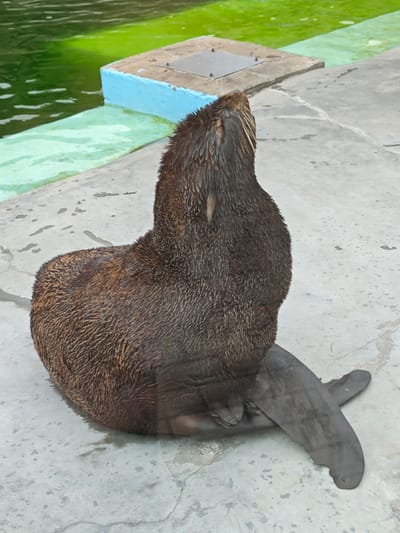 A wet, dark brown furred seal is sitting on a light grey concrete surface next to a pool of green water. The seal is facing upwards and to the left, with its head tilted back. The pool has a light blue border and a light green water surface. There is a square, concrete structure with metal fixtures partially submerged in the water. The concrete surface around the seal shows some damp patches and faint cracks. The scene is likely an enclosure at a zoo or aquarium.