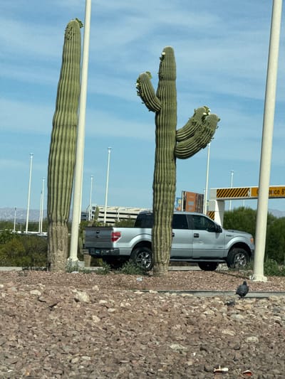 The image depicts two saguaro cacti in Paradise Valley, Arizona. The cacti are located near a parking area with parked vehicles, including a silver Ford F-150 pickup truck. A clearance sign indicating "Clearance 8 ft" is visible in the background. The cacti are flowering. The ground around the cacti is covered in small rocks and desert vegetation. A bird is near one of the truck's tires. Utility poles line the background. The sky is blue.