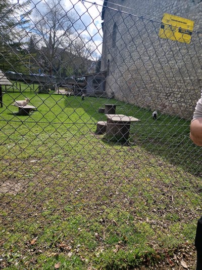 The image, possibly taken in Rheinfelden, Switzerland, shows a view through a chain-link fence. The fence encloses a grassy area where several goats are present, along with small shelters. A warning sign about an electric fence is attached to the chain link. Behind the enclosure, blurred features of buildings and trees suggest a park-like setting. Part of a person's arm is visible at the top of the frame. The ground outside the enclosure consists of grass mixed with patches of bare earth, leaves, and small stones.