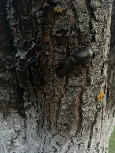 The media file shows a close-up, high-angle view of two stag beetles on a tree trunk. The bark of the tree is rough and textured, with patches of lichen and moss. The beetles are dark brown or black, with prominent mandibles. One beetle is positioned higher on the trunk, facing left, and appears to be larger than the other. The second beetle is lower down, facing right, and appears to be upside down. The background is blurred, suggesting a shallow depth of field, and shows hints of green foliage, indicating an outdoor setting, likely a forest or wooded area. The lighting suggests it could be daytime, possibly overcast or in the shade, as there are no strong shadows. The overall impression is a naturalistic, close-up study of these insects in their environment. No text is visible in the image.