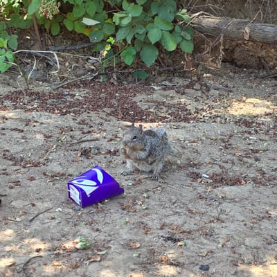 A squirrel is seen on the ground near a purple Taco Bell box. The squirrel is holding food in its paws and eating. The ground is covered in dirt, leaves, and small brown objects. Green leaves and a tree branch are visible in the background. The location is the city of Cherry Grove, United States.