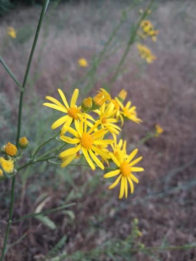 The image depicts a close-up view of several bright yellow flowers with delicate petals and prominent yellow centers. The flowers are clustered together on thin green stems. Some buds, also yellow and green, are visible amongst the blooming flowers. The background is softly blurred, showing a mix of dry, brownish vegetation and hints of green foliage, suggesting an outdoor, natural setting. There is no indication of any urban environment, people, or specific location within Shyriaieve, Ukraine. The focus is solely on the floral subject matter.