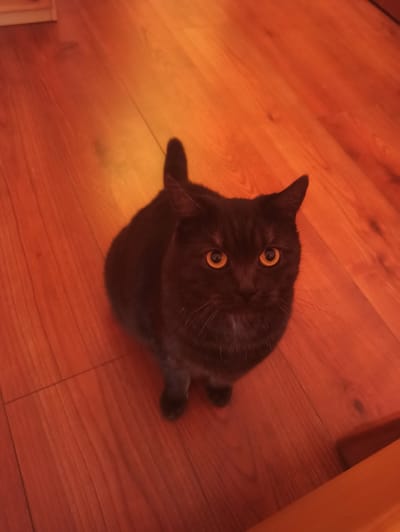 A black cat with yellow eyes sits on a polished wooden floor. The cat is facing the camera, with its head tilted slightly. The floor is made of planks and has a warm, reddish-brown hue, likely due to lighting conditions. The background is out of focus, but appears to be an indoor setting. There is no visible indication of the location being Vranovača, Croatia.