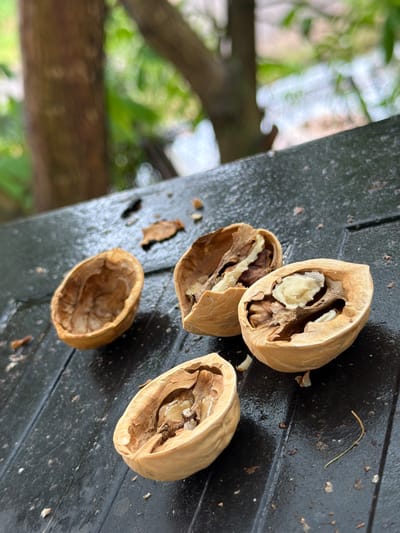 A close-up, outdoor, eye-level shot captures the remnants of cracked walnuts scattered on a wet, dark, textured surface, likely a wooden table or bench. Four walnut halves are visible: one is an empty shell on the left, while the other three contain portions of the nut, some with the creamy white kernel visible. The background is blurred, showing a tree trunk on the left and lush green foliage with hints of light, suggesting an outdoor setting, possibly a garden or park area in Zonalnaya Stantsiya, Russia. The lighting appears natural, with some highlights on the wet surface and the walnuts, indicating it might be overcast or shaded. The scene is static, with no people or animals present. The focus is on the textures and details of the walnuts and the surface they rest upon.