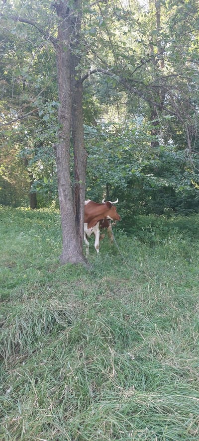 The image depicts a brown and white cow standing on a grassy field next to a large fallen tree. The cow is tethered by a chain that is attached to a metal post or stake partially obscured by the tall grass. The cow is facing to the right, with its head turned upwards and to the left, as if looking at something or grazing on leaves from the surrounding trees. The tree is horizontally positioned across the foreground of the image, with its rough bark and fallen branches visible. Beyond the tree, the field continues with lush green grass and dense foliage from trees and bushes. The scene is set in a natural, outdoor environment, likely a rural area given the presence of the cow. The lighting suggests it is daytime, with sunlight filtering through the leaves of the trees, creating dappled shadows. The overall atmosphere appears peaceful and serene, with the cow seemingly content in its natural surroundings. There is no visible text in the image.