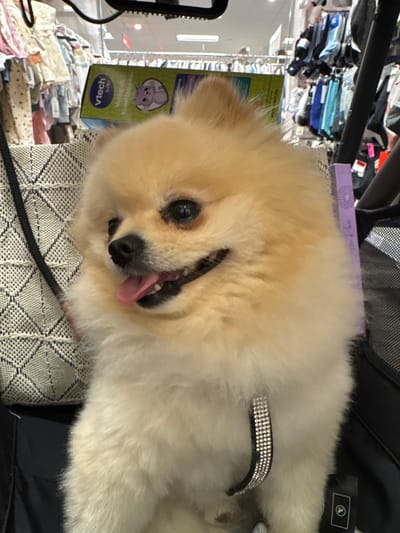 A light-colored, fluffy Pomeranian dog is captured in a close-up shot, appearing happy and relaxed. The dog is lying down, looking towards the viewer with its mouth slightly open and tongue out, suggesting a contented or panting state. It wears a black collar embellished with multiple rows of sparkling rhinestones. The dog rests on a surface with a black and white geometric patterned fabric.

The background indicates an indoor setting, likely a retail store, with various items blurred into the distance, possibly merchandise on shelves or racks. To the left of the dog's head, a green and blue product box is visible. Text on the box includes "VTech baby", "www.vtech.de", and partially visible German words like "Mausspille" and "Kasettenspieler", along with a cartoon image of a mouse-like character. Behind the dog's back, a purple tag with a daisy-like logo and partial text (possibly "Die Kleine Riese") is visible, as well as a black tag with a white square logo featuring a stylized dog or animal silhouette. The overall scene suggests the dog is accompanying its owner in a store in Ludwigsburg, Germany.
