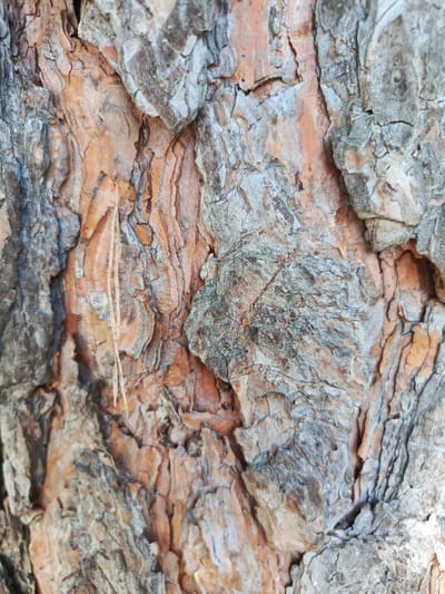 The image is a close-up, high-angle, full-frame shot of the bark of a tree. The bark is textured with deep ridges and fissures, displaying a range of colors including shades of orange, brown, gray, and hints of blue. There is a thin, dry pine needle resting vertically on the bark in the upper left quadrant of the image. The lighting is diffused, casting soft shadows that accentuate the rough texture of the bark. The scene is devoid of human presence or any recognizable urban elements, making it impossible to determine its location within the city of Uryupinsk, Russia.
