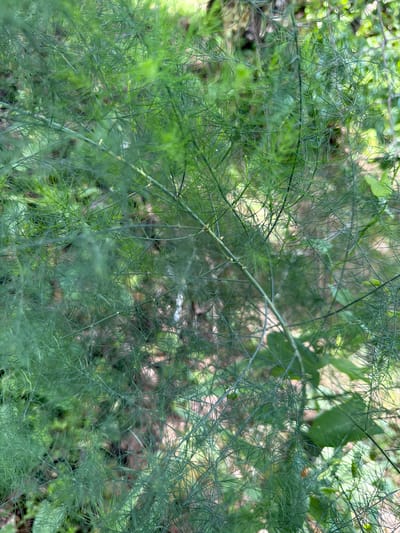 The image shows a close-up view of feathery green foliage, likely from an asparagus plant or a similar feathery-leafed plant. The background is blurred, suggesting a natural outdoor setting with dappled sunlight filtering through. There are no people, animals, or man-made objects visible in the frame. The overall impression is one of lush, natural growth. The location in Altayskiye Zori, Russia is not evident from the visual information in the image.