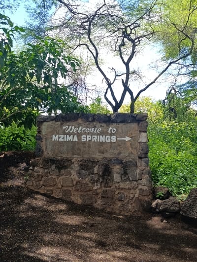The image shows a sign indicating "Welcome to MZIMA SPRINGS" with an arrow pointing to the right. The sign is mounted on a rough stone wall, possibly made of volcanic rock. The wall is partially covered by lush greenery. The background features a large tree with bare branches, casting long shadows on the ground. The image was taken in Tsavo North National Park, Kenya, at the coordinates -2.983 latitude and 38.022 longitude, likely near the entrance to the Mzima Springs.