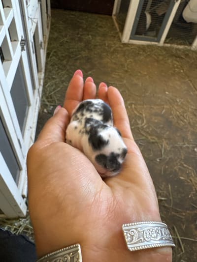 A human right hand, featuring pink nail polish on the fingernails and a silver cuff bracelet with an engraved scroll pattern on the wrist, cradles a small, black and white spotted rabbit kit. The kit exhibits a piebald fur pattern with prominent black markings on its head and back, and its eyes appear closed or undeveloped. The scene is set in an indoor or sheltered animal housing environment within Rancho Murieta, United States. The background features multiple white, multi-compartment wooden animal hutches, and the ground is covered with scattered dry hay or straw.