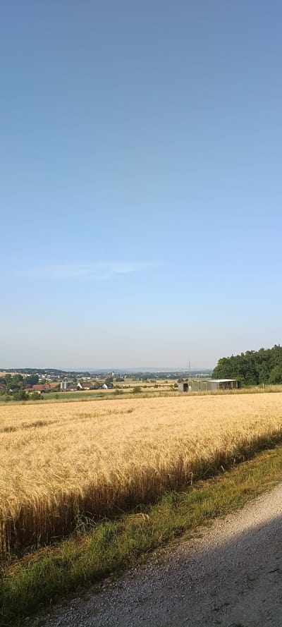 The image captures a rural landscape under a clear blue sky, likely taken in the morning or late afternoon due to the soft sunlight. In the foreground, a field of ripe wheat, golden in color, dominates the lower half of the frame. The wheat stalks are tall and densely packed, suggesting an imminent harvest. To the right of the wheat field, a dirt path with gravel is visible, partially shaded.

Beyond the wheat field, a village is nestled in the middle ground. Red-tiled roofs and various buildings are visible, interspersed with trees. In the distance, rolling hills extend towards the horizon, with more buildings and vegetation scattered across the landscape. A tall communication tower stands out against the sky. To the far right of the middle ground, a line of dark green trees forms a dense forest. The overall impression is one of tranquility and agricultural productivity, characteristic of a German countryside setting. Based on the visible elements and general geography, this scene is consistent with the rural outskirts of Wachenroth, Germany. No people or animals are present in the image.