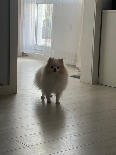 A small, fluffy white Pomeranian dog with tan markings around its face and ears stands on a light-colored wooden floor. The dog is facing forward, looking directly at the camera. The background shows a brightly lit room with sheer white curtains covering a window on the left and a doorway on the right. The lighting suggests it is daytime.