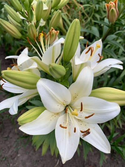 This is a close-up, eye-level, outdoor photograph of a cluster of white lilies in bloom. The lilies are predominantly white with subtle yellow centers and brown stamens. Several unopened buds, green and tinged with orange at the tips, are visible. The background consists of out-of-focus green foliage and dark soil. A small insect, possibly a hoverfly, is perched on one of the lily petals in the foreground. The image does not contain any contextual information about the city of Ivanava, Belarus.