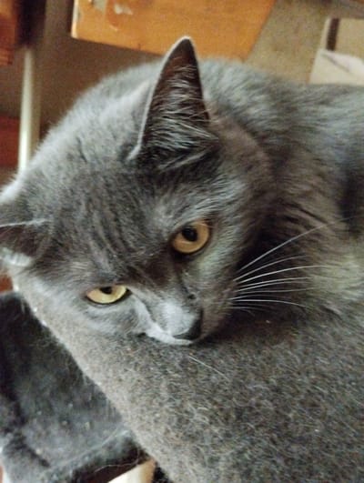 The image shows a close-up of a gray cat with yellow eyes. The cat is lying down, with its head resting on a textured surface, possibly a piece of furniture or a pet bed. The background appears to be a wooden surface, suggesting an indoor setting. There is no information in the image that indicates its location in Sheptytskyi, Ukraine.