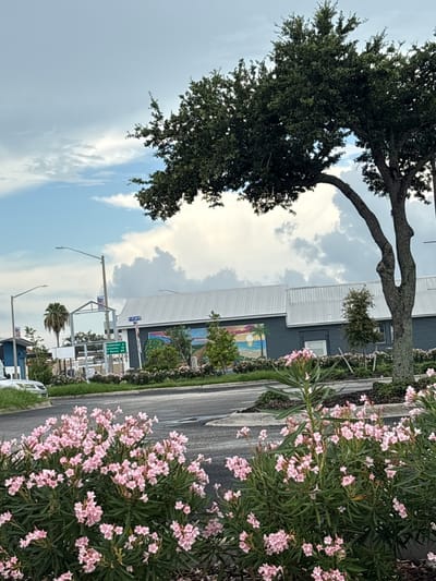 The image shows a street view in Palmetto, Florida, USA, with a large oak tree in the foreground and a building with a mural in the background. The tree's branches extend over a road, and a cluster of pink oleander flowers is visible in the lower left quadrant of the image. The building, painted a dark color, features a white metal roof and a mural depicting a beach scene with a sunset, palm trees, and the ocean. Several signs are visible, including one with directional information to Bradenton, Sarasota, and Fort Myers. A tall palm tree stands to the left of the building. The sky is partly cloudy with large, white cumulus clouds. A silver car is parked on the left side of the road, and a street lamp is visible in the middle of the frame.