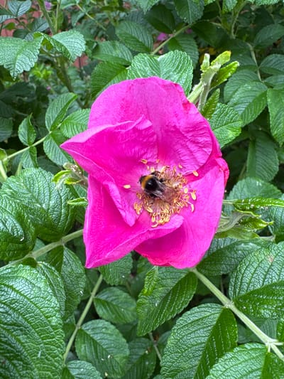 A bumblebee is nestled in the center of a vibrant pink rose. The bee is primarily black with distinct yellow bands across its abdomen. Its fuzzy body is partially obscured by the flower's numerous petals and stamens. The rose itself is a deep fuchsia color, with delicate, crinkled petals that overlap to form a soft cup shape. The stamens, tipped with yellow pollen, radiate outwards from the center, creating a textured backdrop for the bee.
The rose is surrounded by lush, green foliage. The leaves are serrated and have a slightly textured, veiny surface, indicative of a rose bush. The lighting suggests it is daytime, with diffused light illuminating the scene, possibly on an overcast day or in dappled shade, which prevents harsh shadows and highlights the rich colors of the flower. The image appears to be a close-up shot, focusing on the interaction between the bee and the bloom. The overall impression is one of natural beauty and the bustling activity of pollination. There is no visible text in the image. The location context is Pobeda, Russia.