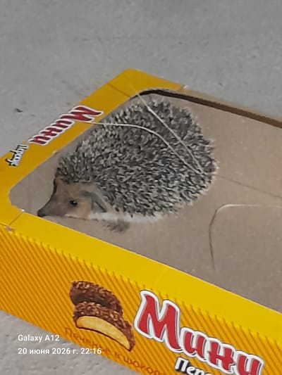 A hedgehog is inside a yellow box with red lettering. The box appears to be packaging for cookies or candy, with text in Cyrillic script including "Mini". The hedgehog is facing to the left and appears to be a stuffed toy. The background is a gray surface. Text overlays at the bottom of the image read "Galaxy A12" and "20 июня 2026 г. 22:16".