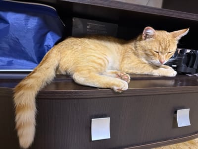 An orange tabby cat is lying on its side on a dark wood surface, possibly a shelf or the top of a dresser. The cat's eyes are closed, and its paws are tucked beneath its body. Its tail is extended to the left side of the frame. To the left of the cat, a portion of a blue fabric bag is visible. Behind the cat, on the shelf, are a gray box with text and a black electronic device, possibly a camera. The surface the cat is lying on appears to be the top of a dresser with two silver drawer pulls visible below. The background is dark, suggesting it is inside a room. The scene is indoors.