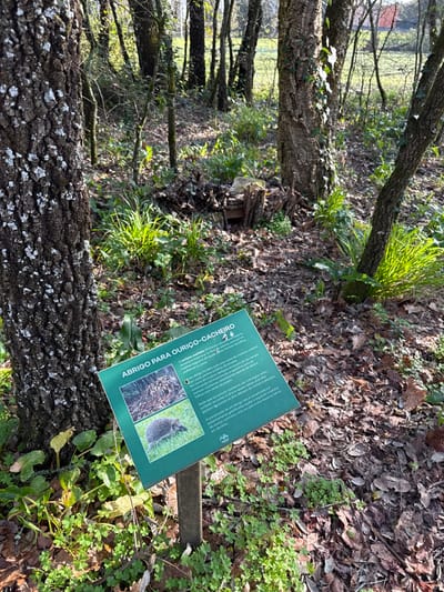 The image depicts a sunlit, wooded area on a clear day in the city of Mealhada, Portugal. In the immediate foreground on the left, a large tree trunk with rough, light-speckled bark is prominently featured. To the right of this tree, a green informational sign stands approximately 0.5 meters tall, angled slightly towards the viewer. The sign bears the Portuguese text "ABRIGO PARA OURIÇO-CACHORRO" (SHELTER FOR HEDGEHOG) in white lettering, accompanied by two images: an upper image of a natural den environment and a lower image of a hedgehog on grass.
Behind the sign and further into the mid-ground, a small, rustic wooden structure or shelter is visible, partially camouflaged by fallen leaves and sparse green undergrowth. The ground throughout the scene is covered with a mix of brown fallen leaves, patches of vibrant green grass, and other low-lying green plants. Numerous other tree trunks, some partially covered in ivy, extend into the background. Beyond the treeline, a brighter, open field or clearing is discernible, with what appears to be a distant red roof of a building on the far right. No people or active wildlife are present.