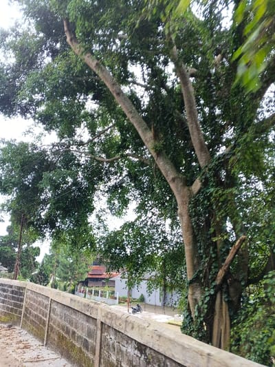 The image displays an outdoor scene in Kabiufa, Papua New Guinea, under overcast conditions. A weathered concrete block retaining wall, capped with smooth concrete, runs diagonally from the lower-left to the mid-right foreground, exhibiting moss growth and discoloration. A dirt or gravel surface is adjacent to the wall on the left. A large, multi-trunked tree with light brown bark and dense green foliage occupies the right and upper sections of the frame, with vines clinging to its trunks. Additional trees and vegetation are visible to the left of the dominant tree. In the midground, beyond the retaining wall, a residential area is visible. This includes a light-colored building with a low fence in front of it, and a dark-colored motorcycle or scooter parked on a clear surface adjacent to this building. To the left of the light-colored building, a structure with a distinctive reddish-brown tiled roof is partially visible amidst further trees. The sky is visible through gaps in the tree canopy and appears bright white due to cloud cover. No individuals, discernible actions, or interactions are depicted.