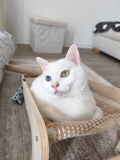 A white cat with heterochromia, one blue eye and one green eye, is resting in a wooden and fabric cat hammock. The cat is looking towards the camera with its mouth slightly open. The hammock is placed on a carpeted floor. In the background, there is a white laundry basket with a lid, a sofa with a grey blanket with white stars, and a wall. The scene appears to be indoors, likely in a home. The lighting suggests it could be daytime. No visible text is present.