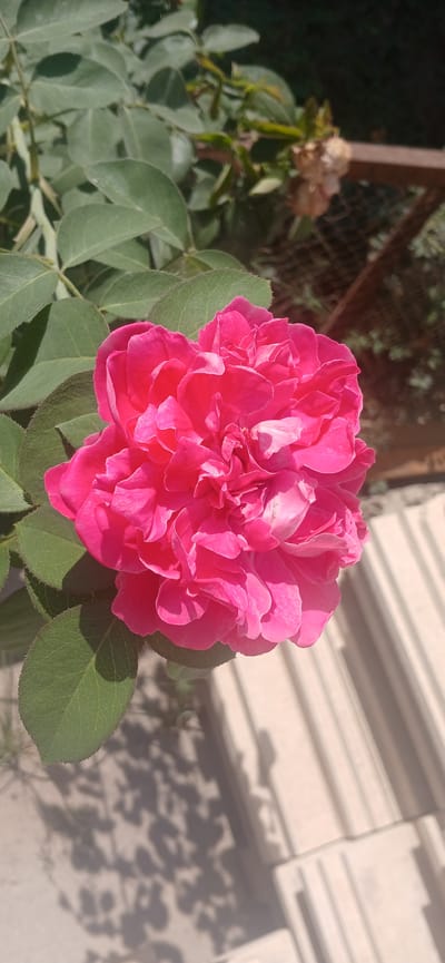 The image features a close-up view of a vibrant pink rose in full bloom, set against a backdrop of green foliage. The rose is the central subject, with its intricate petals tightly packed and displaying varying shades of pink, from deep fuchsia to lighter pinks and hints of white. The leaves of the rose bush are a rich green, with visible veins and slightly serrated edges.
In the background, a blurred fence and some dry, withered plant material are visible, suggesting an outdoor setting. The ground appears to be covered with light-colored, textured material, possibly paving stones or concrete blocks, with shadows of leaves cast upon it. The overall lighting suggests it is daytime, with sunlight creating highlights and shadows. The image was captured in Daliguzar, Uzbekistan.
