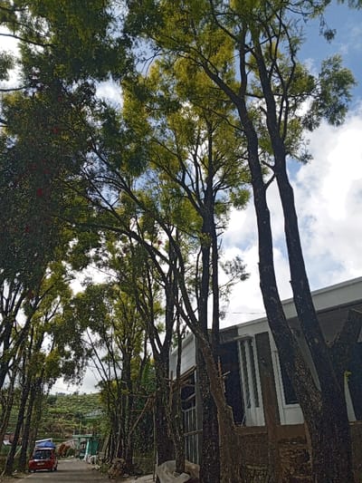 A road winds past a modern building under construction, partially obscured by tall, slender trees lining the street. The trees, with dappled green and yellow foliage, create a canopy against a partly cloudy sky. A red car with luggage atop passes by, suggesting travel. A terraced hillside is visible in the distance, adding depth to the scene. The composition emphasizes the juxtaposition of nature and contemporary architecture.