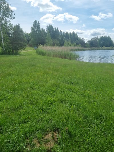 The image shows a wide shot of a grassy area next to a body of water. The foreground is dominated by a field of lush green grass, with some patches of dry earth and small yellow flowers visible. In the middle ground, there is a line of tall, dry reeds bordering the water. Beyond the reeds, a dense line of trees forms the background, with a blue sky and scattered white clouds above. To the far left, a birch tree stands out amongst the other foliage. A grey tarp or object is partially visible amongst the trees in the middle distance. The scene is of a natural environment, likely a park or a recreational area in Kalniškiai, Lithuania, on a sunny day. There are no people visible in the image.