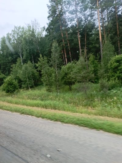 The image shows a view of a paved road running alongside a grassy embankment bordered by a dense forest. The forest is comprised of a variety of trees, including tall, slender pines and deciduous trees with lighter bark. The sky is overcast, suggesting a cloudy day. There are no people or animals visible in the frame, and no discernible buildings or structures are present within the immediate vicinity. The scene appears to be a natural landscape on the outskirts of a rural area, possibly the village of Ozyorki, Russia, given the context.