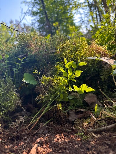This is a low-angle, close-up photograph of lush green moss and small plants growing on the forest floor in Żurawiniec, Poland. The sunlight filters through the trees, illuminating the scene and creating bright highlights on the leaves and moss. The foreground consists of dark, rich soil and fallen leaves. In the midground, a cluster of plants with small green leaves rises from the mossy surface. The background is out of focus, showing the blurred shapes of trees and the bright sky. There are no people or animals visible in the image.