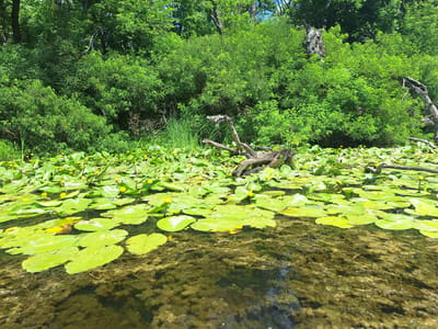 The image depicts a serene natural landscape in Potoky, Ukraine, characterized by a lush green environment. In the foreground, a body of water is covered with numerous lily pads, interspersed with small yellow flowers, indicative of water lilies. The water itself is murky and contains visible aquatic vegetation and debris. Several pieces of driftwood are scattered across the surface and along the edge of the water.
The midground and background are dominated by a dense wall of vibrant green foliage, comprising trees and bushes. The sunlight filters through the leaves, creating dappled light patterns. The overall impression is one of a thriving, untouched natural habitat. There are no people or animals visible in the scene.