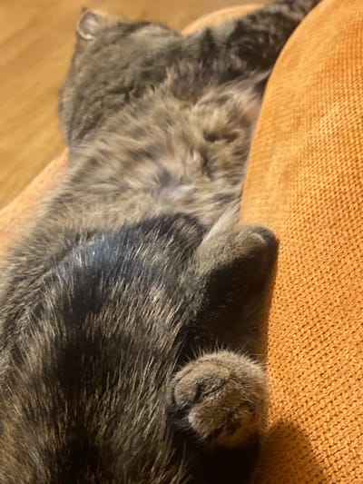 This is a close-up, eye-level shot of a tabby cat's body, with its fur in sharp focus. The cat is lying down, and its hindquarters are partially visible, showing its gray and black striped fur. One of its paws is resting on an orange, textured surface, possibly a sofa or cushion. The background is blurred, with hints of a wooden floor. The image does not provide any information about the city of Pokhvistnevo, Russia, as it is a close-up of a domestic animal and its surroundings.