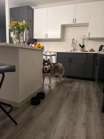 A medium shot captures a Siberian Husky standing in a modern kitchen in Maryland Heights, United States of America. The dog, facing forward, has its tongue out and appears alert. The kitchen features dark grey cabinets and white countertops, with a white tiled backsplash. A silver faucet is visible above the sink. To the left of the dog, a white counter overhangs a grey stool. Two black dog bowls are positioned on the wooden floor in the foreground. On the counter behind the dog, a vase of flowers and several small toys are visible. The overall scene suggests a domestic environment.