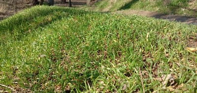 A close-up shot showcases a lush, green expanse of grass. The grass appears freshly sprouted, creating a dense carpet on slightly uneven ground. Scattered amongst the blades are bits of brown soil and a few dry leaves. The overall impression is one of new growth and natural texture. The angle emphasizes the density of the grass and the subtle variations in the terrain.