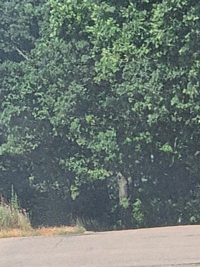 A photograph captures a section of dense green foliage, likely a hedgerow or tree line, bordering a paved surface that appears to be a road. The foliage is lush and varied in color, ranging from deep green to lighter, almost yellow-green hues, indicating a healthy and vibrant plant life. The lighting suggests it might be daytime, possibly with dappled sunlight filtering through the leaves. The paved area in the foreground is a light gray, with a subtle texture suggesting asphalt or concrete. There are no discernible people or animals in the frame. The overall impression is one of a natural, undeveloped border alongside a man-made pathway. The location is identified as Pidhaitsi, Ukraine.