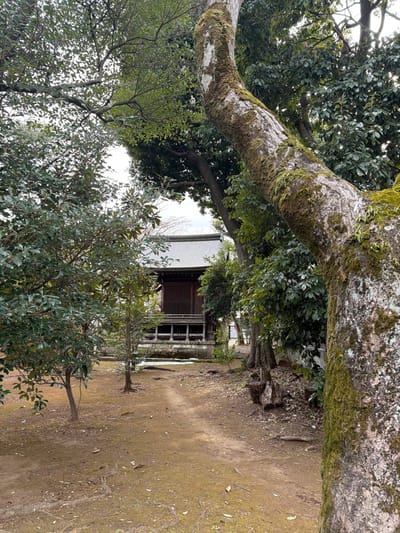 A tilted shot features a building framed by trees. The building has a light-colored roof and dark trim, with windows partially obscured. Moss-covered tree branches hang overhead. A tree with dense green leaves stands in the foreground, its branches reaching towards the sky. The ground is covered in patches of grass and dirt, forming a path leading to the building.