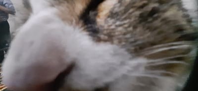 The image presents an extreme close-up of a domestic cat's face, occupying the majority of the frame. The cat's lower snout and chin exhibit primarily white fur, with a visible pinkish-brown nose. The fur on the upper face and head displays a tortoiseshell or calico pattern, consisting of white, various shades of brown, and black patches and stripes. The focus is sharpest on the cat's snout area, with slight softening of detail elsewhere on its fur, suggesting shallow depth of field. In the blurry background, to the upper left, a human figure is partially visible, wearing a light-colored long-sleeved shirt and dark lower garment. A small portion of a patterned textile, possibly a rug in brown and beige tones, is discernible along the bottom edge of the frame. The close proximity of the cat to the viewer suggests an interaction where the animal is near the camera, possibly sniffing it or being held. The environment appears to be an indoor or semi-enclosed setting. The scene is located in the city of Yangi-Khayat, Uzbekistan.