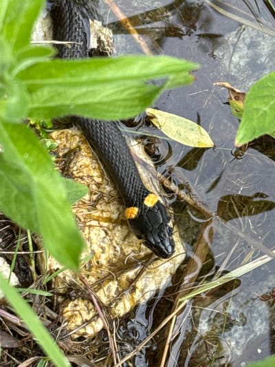 A grass snake, identifiable by its black scales and distinctive yellow markings on its head, rests partially submerged in shallow, murky water. The snake's head is raised, and it appears to be looking towards the right of the frame. It is positioned on a light-colored, textured surface that might be a rock or a submerged log, which is peeking out from the water. The surrounding environment is characterized by lush green foliage in the foreground, partially obscuring the scene. The water is clear enough to reveal submerged debris and plant matter, suggesting a natural habitat like a pond, stream, or marsh. The lighting suggests it could be daytime, with overcast conditions given the diffused light. The overall mood is serene and natural, capturing a moment of stillness in the wild. There is no visible text in the image. The location is identified as Vorsma, Russia, which aligns with the naturalistic setting depicted.