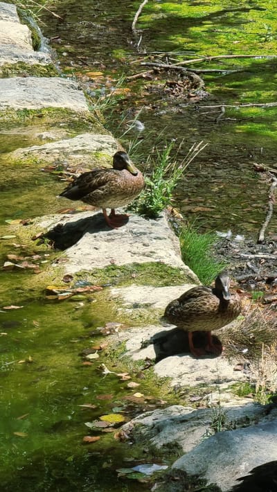 The image depicts a natural outdoor scene, likely in Rupit, Spain, characterized by a shallow body of murky green water, possibly a stream or pond. The water is partially obscured by fallen leaves and debris. Large, grey, moss-covered rocks line the edge of the water, forming a rustic shoreline.
Two mallard ducks are the central subjects of the image. The duck in the foreground is positioned on a lighter-colored rock, facing the viewer. It is a mottled brown and black, with orange feet. The second duck is situated further back on a similar rock, also facing towards the viewer, though its head is slightly turned. It shares the same brown and black plumage and orange feet.
Surrounding the rocks and water are patches of dry grass and green vegetation, suggesting a rural or wild environment. The lighting indicates it is daytime, with dappled sunlight filtering through unseen foliage, creating shadows on the rocks and water. The overall atmosphere is peaceful and serene, highlighting the natural beauty of the location.