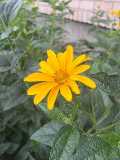A close-up, eye-level shot captures a vibrant yellow daisy-like flower with eight pointed petals and a textured, lighter yellow center with dark brown spots. The flower is in full bloom and positioned slightly left of center. Surrounding the flower are numerous dark green, textured leaves, some in sharp focus, others blurred in the background. To the upper right, out of focus, is a section of a light-colored brick wall and a hint of other yellow flowers. The environment appears to be an outdoor garden setting, possibly in the vicinity of Kalkūni, Latvia, given the presence of flora common to the region and the typical construction of residential buildings. There are no people or discernible actions taking place in the image.