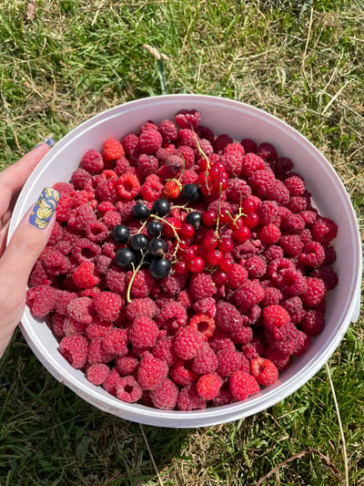 A close-up, overhead shot shows a white bucket overflowing with freshly picked raspberries, red currants, and black currants. A human hand, with fingernails painted with a banana pattern, is visible on the left, supporting the bucket. The bucket is placed on a patch of green grass, likely outdoors. The image has a bright, natural light, suggesting it was taken on a sunny day. The location is identified as Сям-Можга, Russia, indicating an outdoor, rural setting where berry picking is possible. The scene appears to be a candid moment of harvesting fruit.
