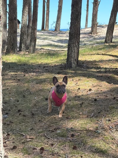 The image shows a dog wearing a pink harness standing in a sparse forest. The forest floor is covered in dry grass, pine needles, and pine cones. Tree trunks are visible in the foreground and background, suggesting a wooded area. The sky is visible through the trees. The location may be Ragaciems, Latvia.