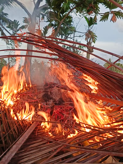 In Meuliek, Indonesia, a pile of dried palm fronds and other vegetation is burning fiercely. The flames are bright orange and yellow, with wisps of white smoke rising into the air. The fire is concentrated in the center of the frame, surrounded by the dried fronds which form a rough structure. In the background, several trees are visible, including palm trees, with lush green leaves. The sky above is overcast with a pale blue hue. The scene appears to be outdoors, likely in a rural or semi-rural area, given the vegetation and the open sky.
