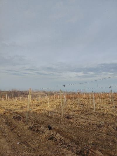 A vineyard stretches into the distance under a cloudy sky. Rows of bare vines are supported by posts and wires. The ground is dry and uneven, with patches of brown vegetation. The foreground shows disturbed earth and some debris. Distant trees line the horizon, barely visible against the sky.