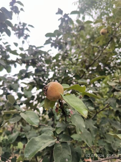A close-up, slightly downward angle shot captures a single quince fruit hanging from a branch of a quince tree. The fruit, a light brown to tan color, is partially obscured by a dry, brown, textured calyx at its top. It is surrounded by the tree's foliage, which consists of large, green, ovate leaves. The leaves are mostly unfocused, with a few in sharp focus around the fruit, displaying a slightly dusty texture. The background is a blur of green leaves and a bright, hazy sky, suggesting an outdoor, possibly overcast, setting. The lower right corner of the image displays a date and time stamp: "02.07.2026 07:57". The scene appears to be located in a natural or garden setting, possibly within or near Kattasu, Uzbekistan, given the context provided. There are no people or animals visible in the image.